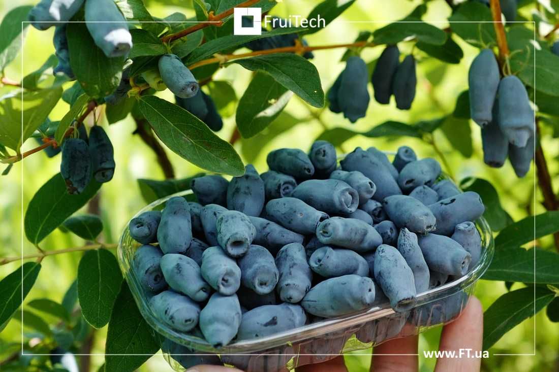 Саджанці ЯГІДНИХ КУЛЬТУР від професійного розсадника ФруТек