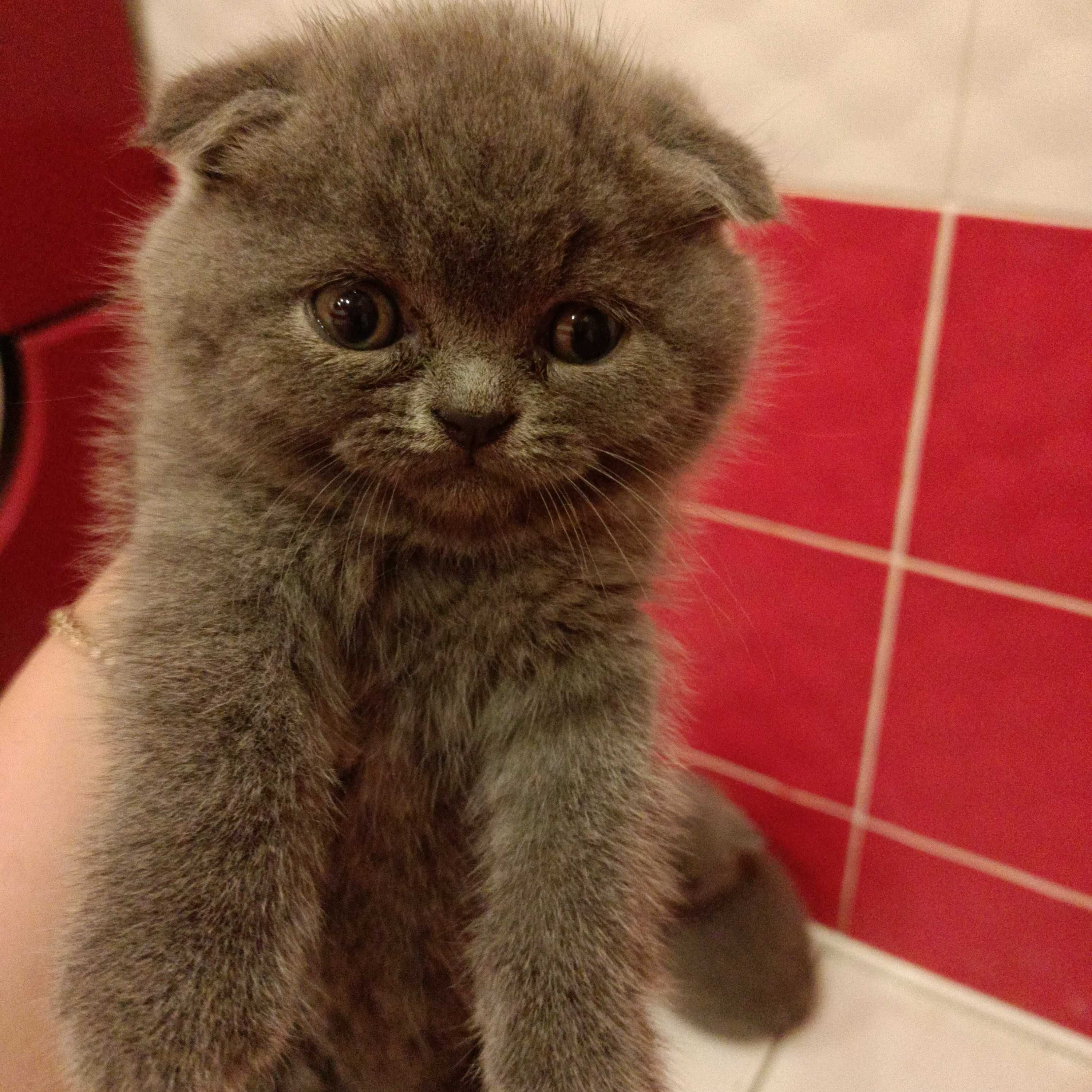 Британські кошенята