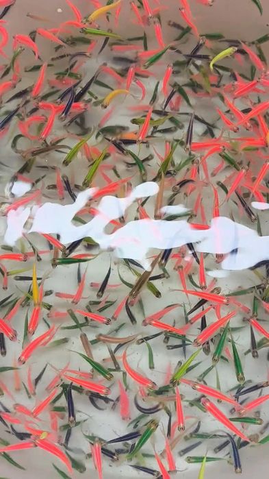 Аквариумные рыбки /Севилья