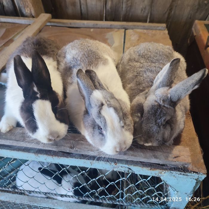 Продам кроликів різних порід