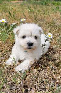 West Highland white terrier - suczka