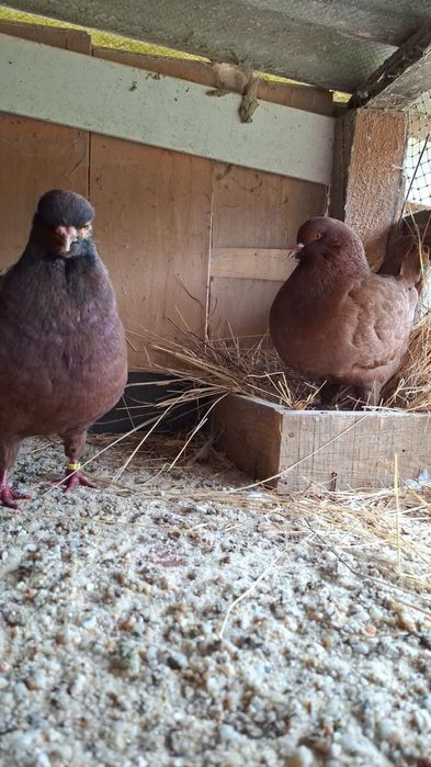 Pombos raça show King para venda