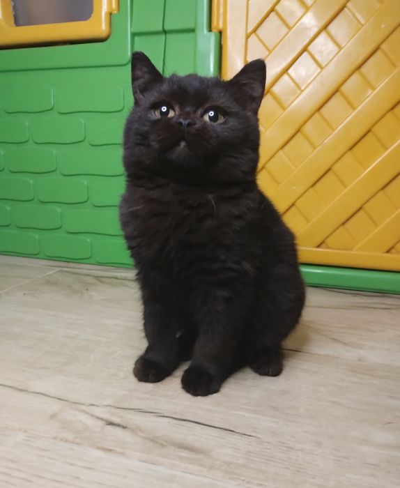 Чистокровний шотландський шоколадний хлопчик з ВАКЦИНАЦІЄЮ