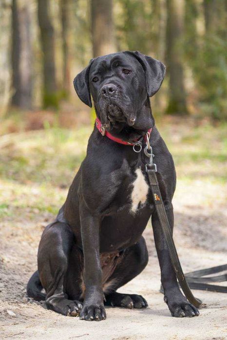 Zara- w typie Cane Corso