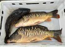 Karp handlowy żywy