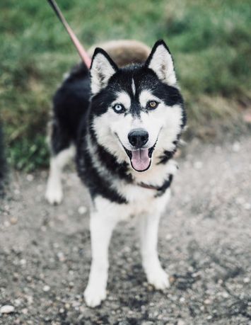 Manitou W Typie Husky Szuka Domku Na Zawsze