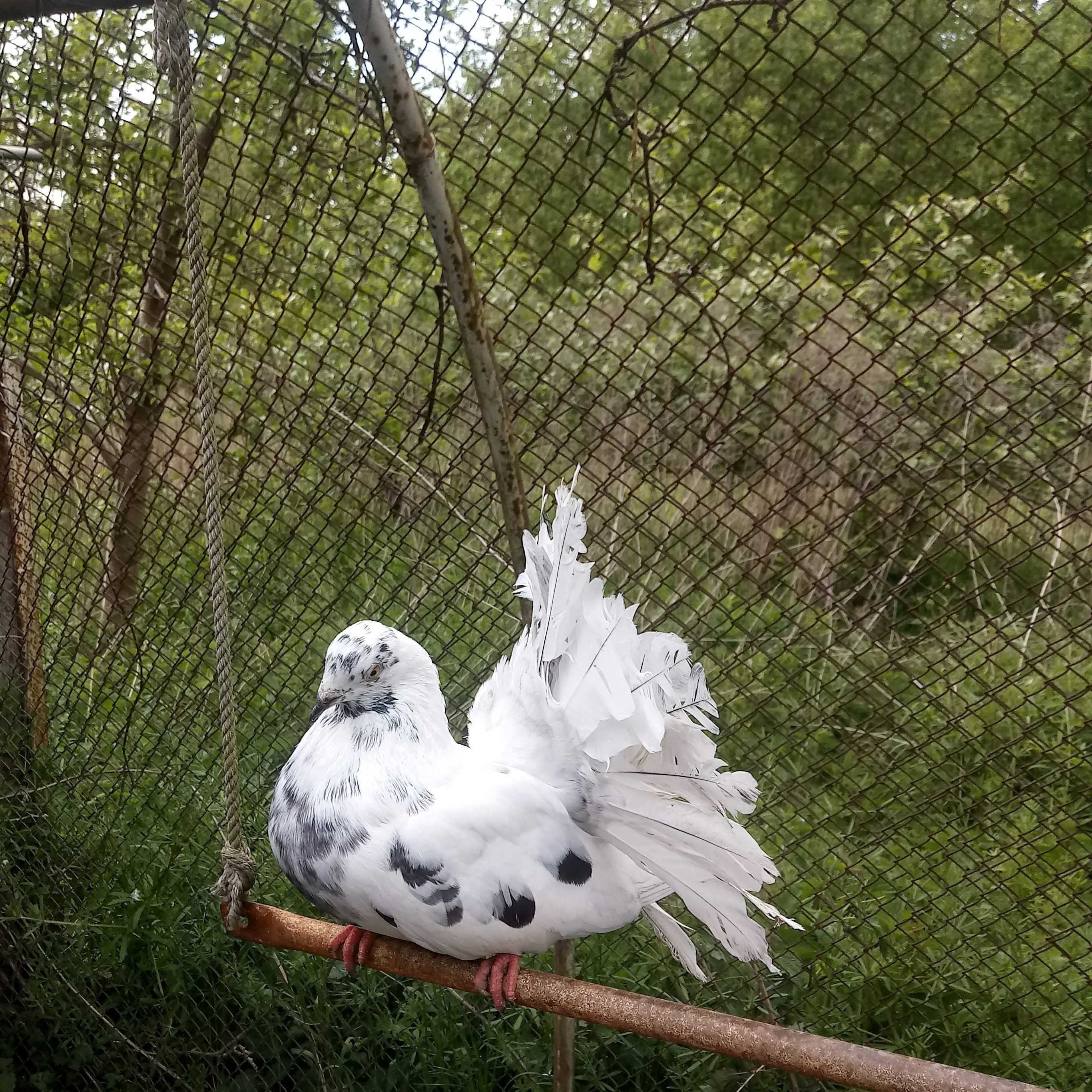Pawik, pawiki. Gołębie.