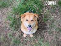 Corgi mix, 1,5 roczny, 10 kg adopcja Denver