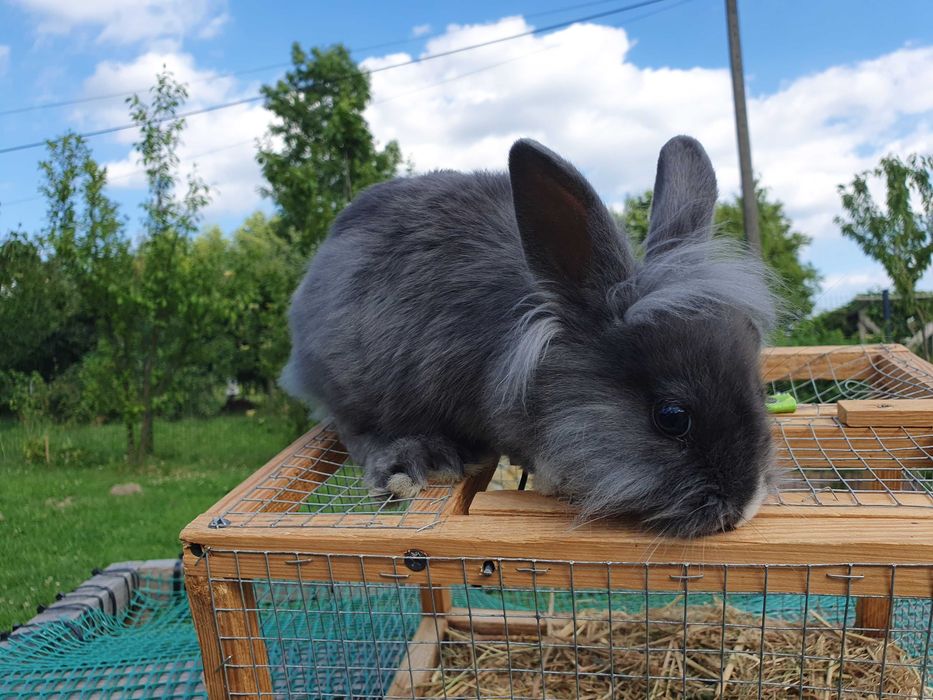Kroliki miniaturki