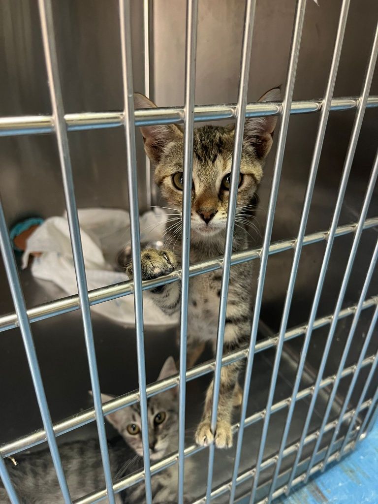 Gatinhos bebés com esterilização gratuita