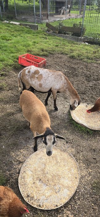 Owca kameruńska półtoraroczna