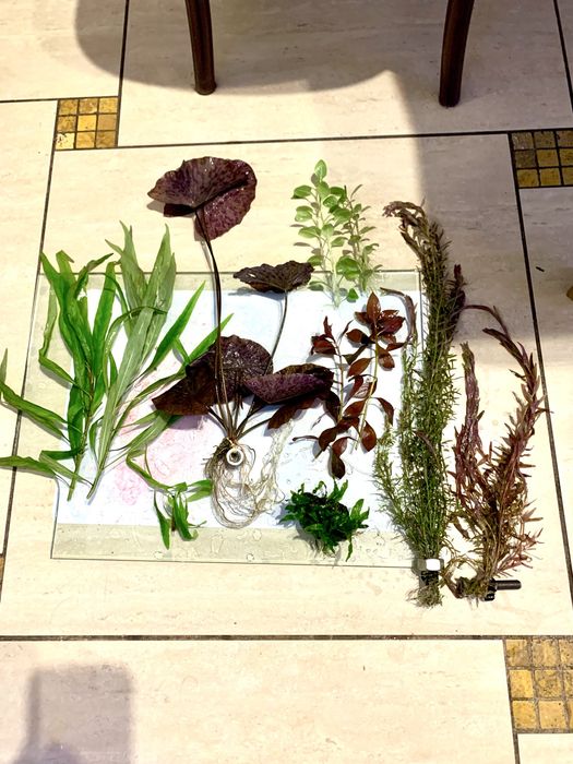 Rośliny akwariowe -zestaw