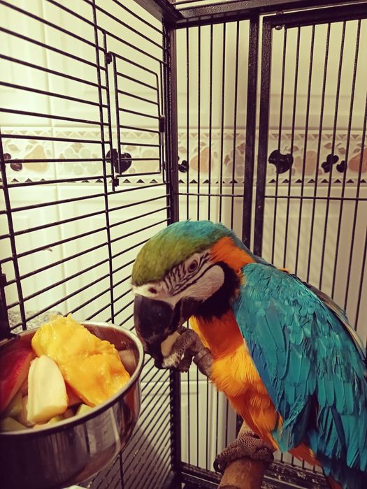 Vendo Arara Ararauna
