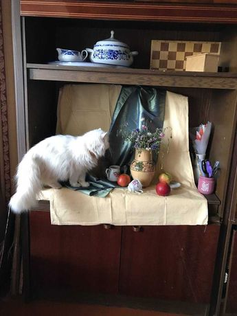 Отдам персидскую белую кошку, здоровая, 9 лет.