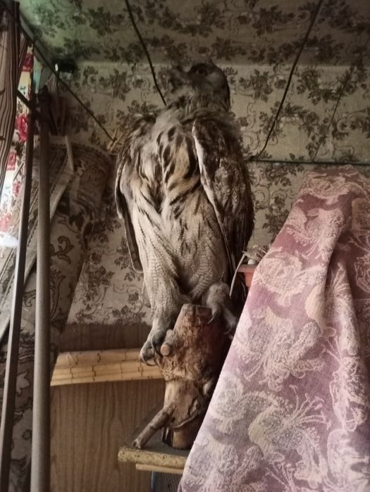 Продается чучело