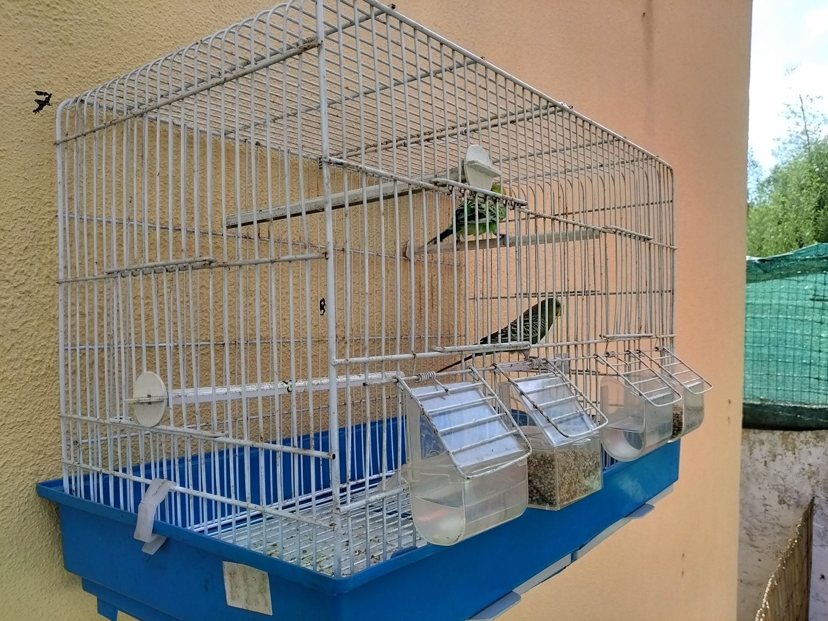 Promoção Vendo casal com viveiro