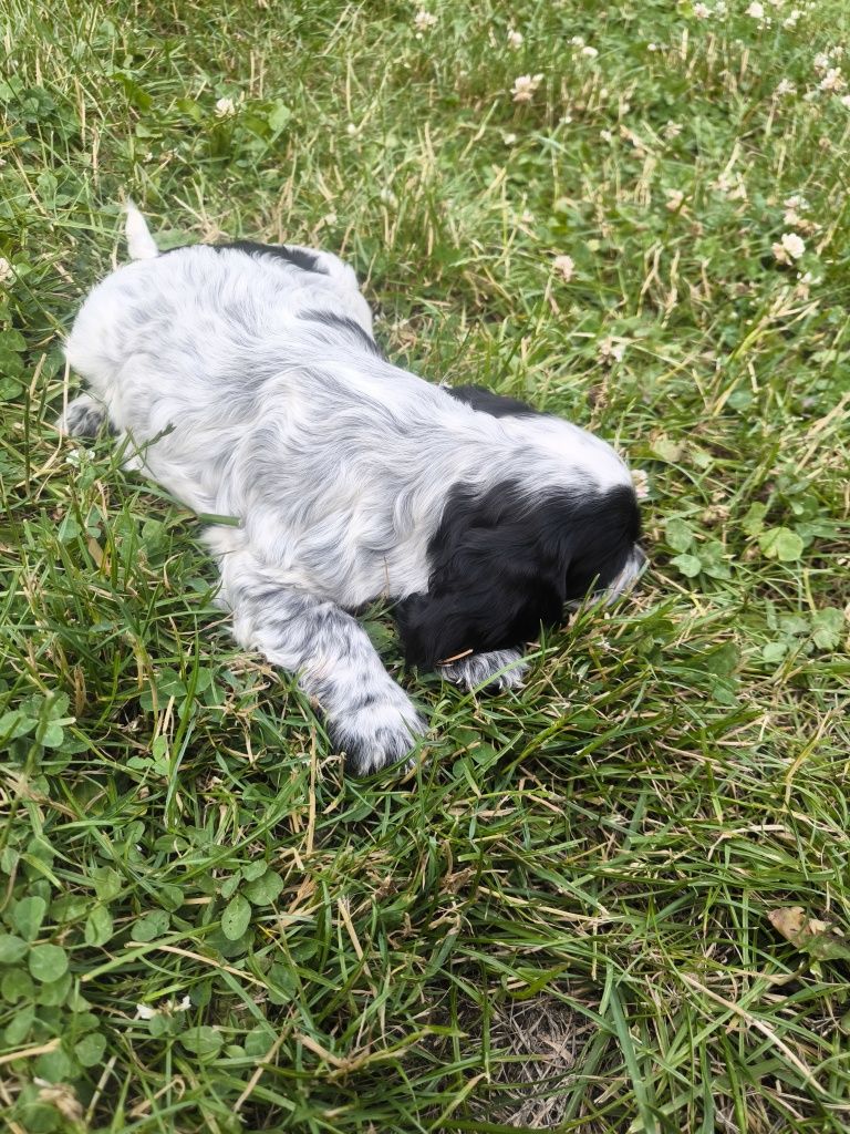 Cocker spaniel angielski samiec blue roan