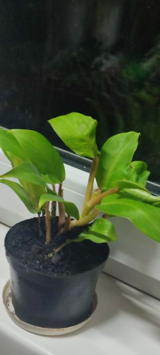 Филодендрон лимонный, комнатный цветок, комнатное растение