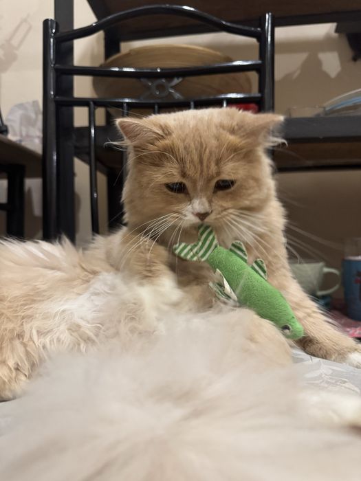 Котик Британец Длинношерстный 1год Кастрирован