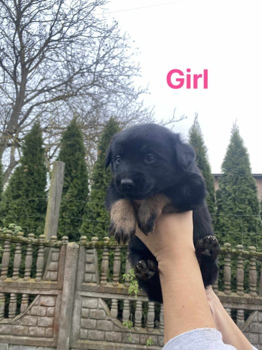 Szczeniaki do adocji