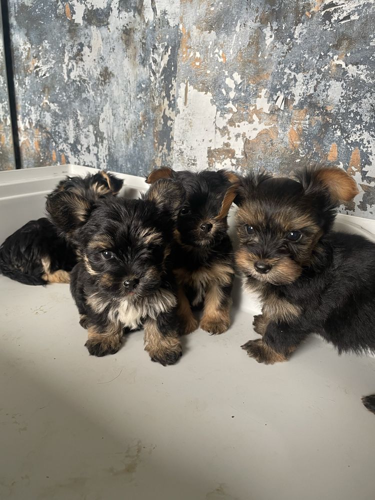 Yorkshire Terrier