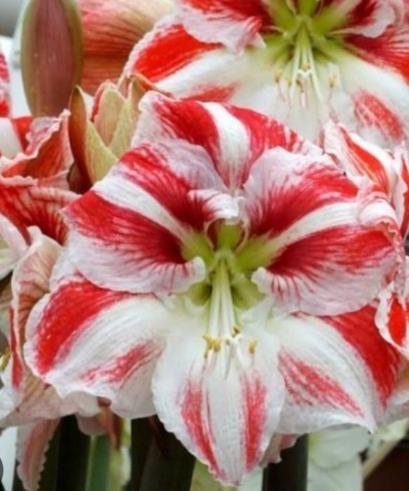 Гиппеаструм "Clown" (Клоун).