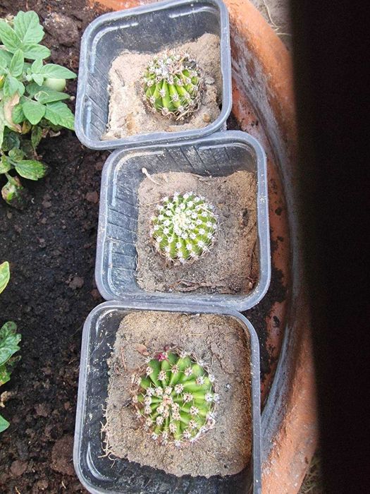 Echinopsis Eyriesa kaktus - duże białe kwiaty