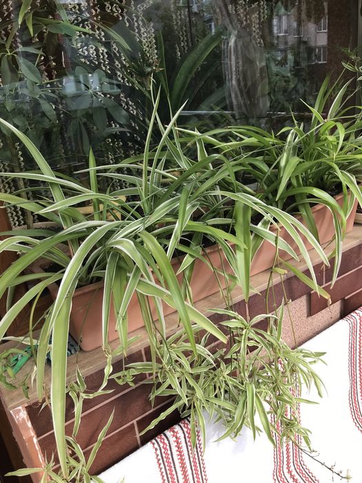 Хлорофітум, шикарні кущики