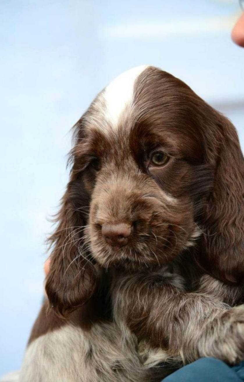 Cocker Spaniel Inglês MACHO CHOCOLATE RUÃO com LOP e AFIXO