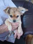 Chihuahua Długowłosa