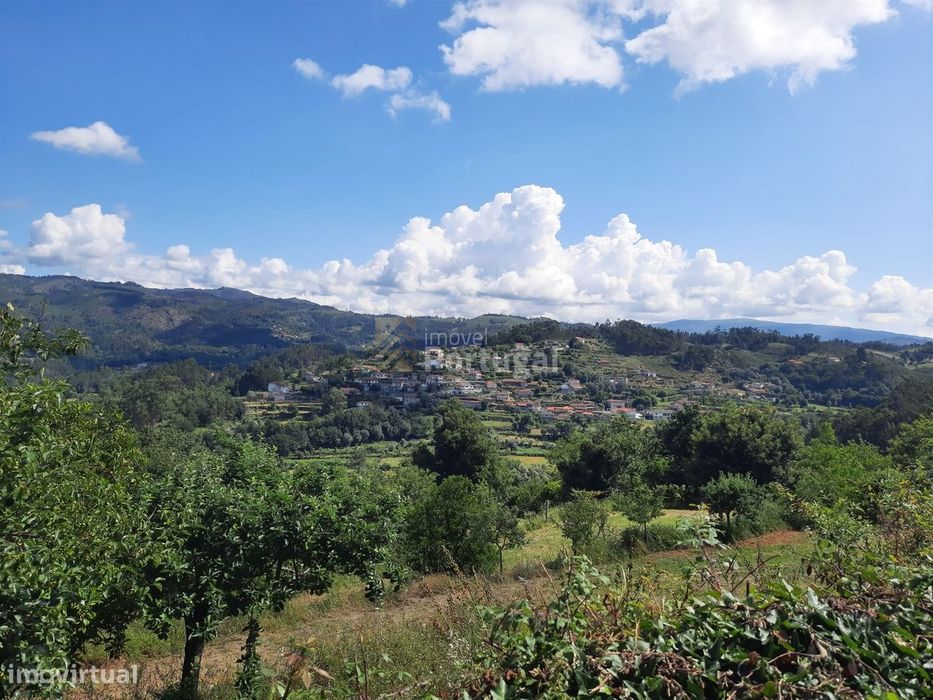 Artigo Rústico - Cultura com Videiras, Castanheiros e Pinhal.