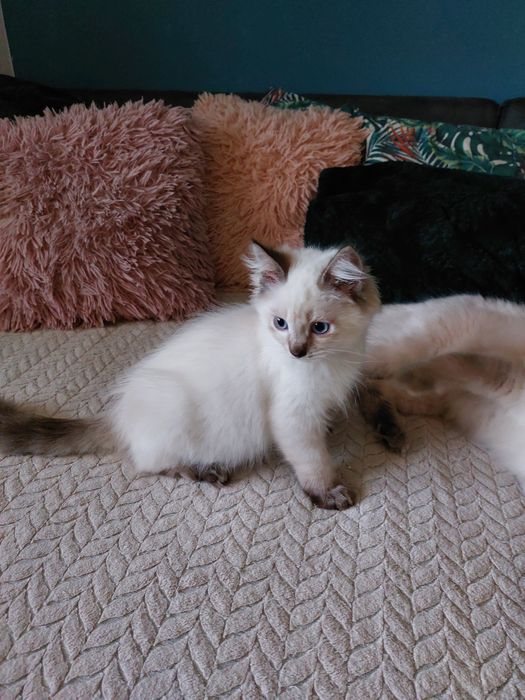 CASSIEN  kocurek  Ragdoll FPL/FIFE