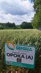 Pszenica ozima opoka worki