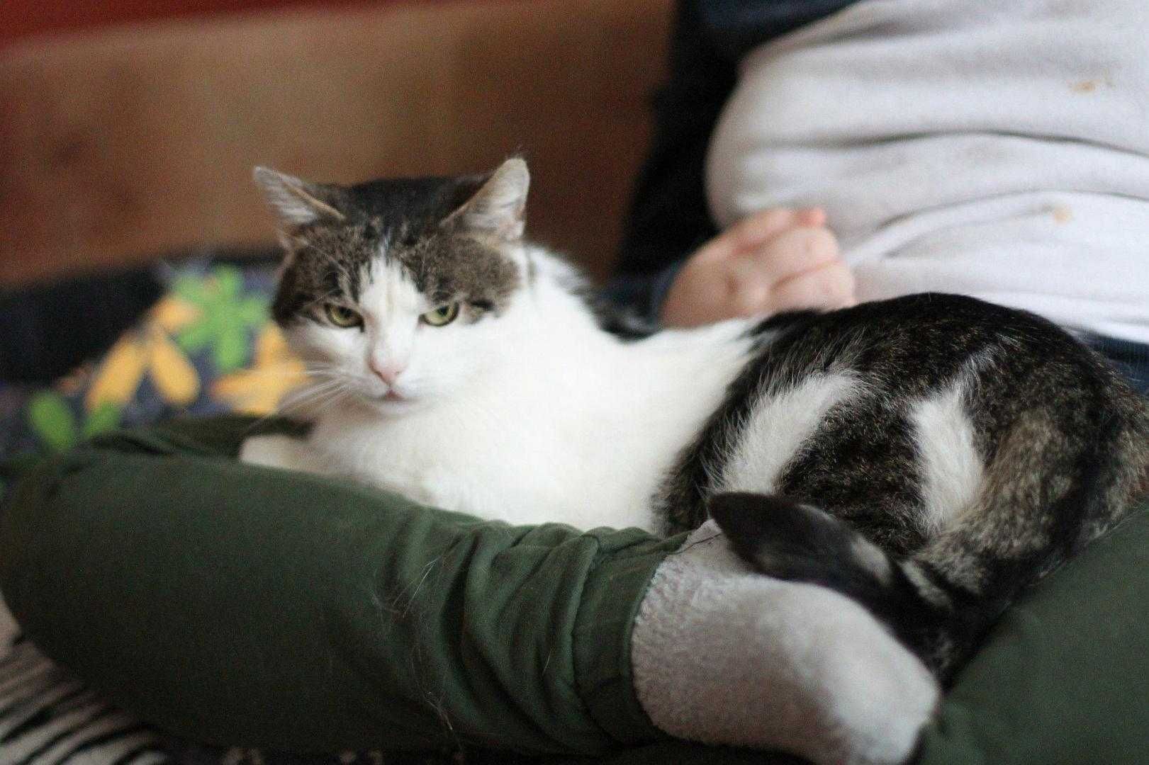 Bonifacy,miły kotek do adopcji.