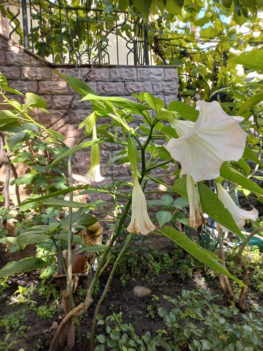 Бругмансия - травянистый одревесневающий многолетник
