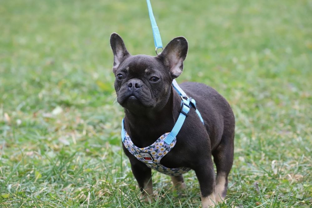 Голубо- подпалая девочка французского бульдога