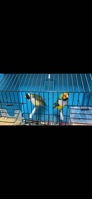 Aves diamante de gould