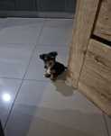 York piesek juz gotowy
