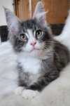 Kot Maine Coon gotowy do odbioru