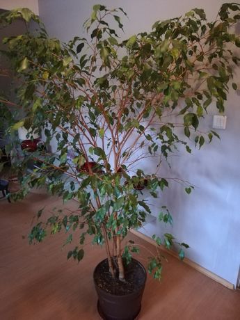 Roślina Ficus Benjamin