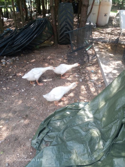 Gęś Koludzka dorosłe i dzieci w różnym wieku