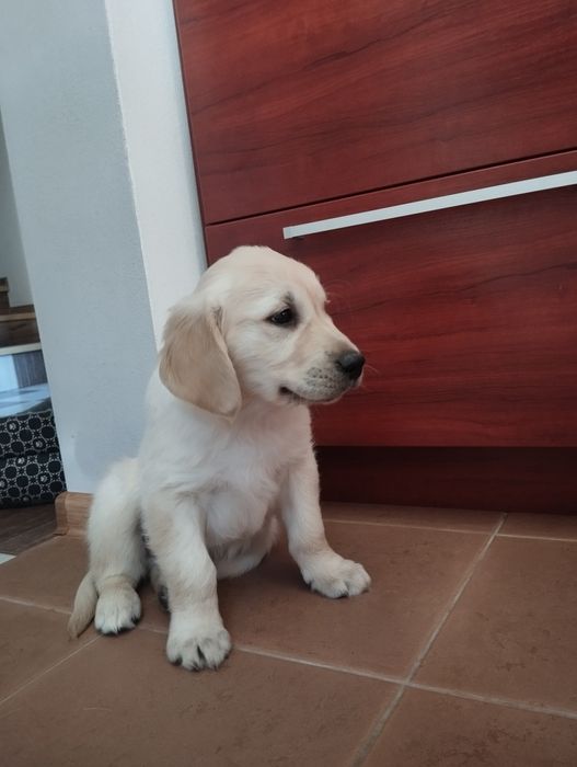 Szczeniak Golden Retriever