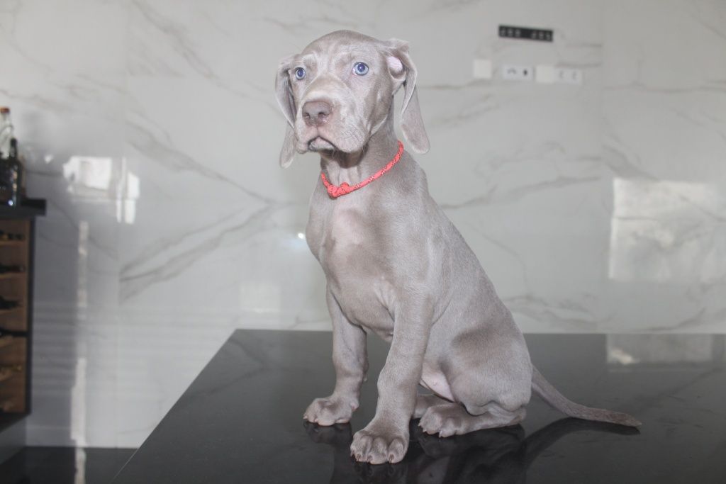 Weimaraner da Casa GreyCards