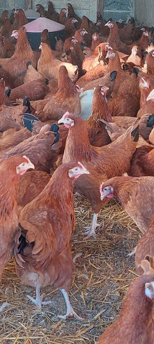 Kury nioski Rosa 50zl