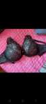 Soutien preto renda intimissimi tamanho 36E