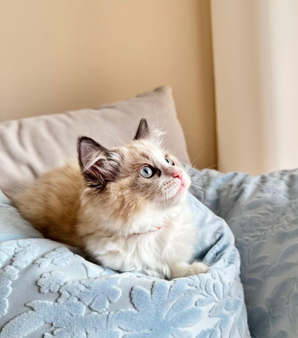 Kotka Ragdoll - Gloria