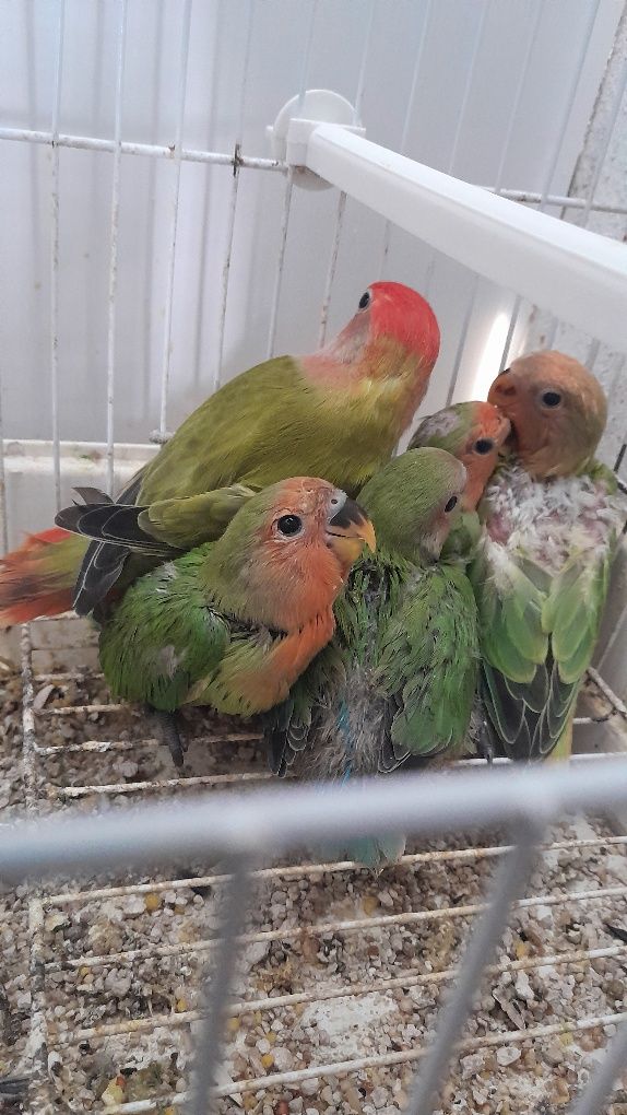 5 Roseicollis 3 criados à mão