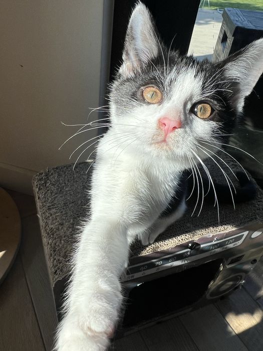 Ofelia – 3-miesięczna kotka uratowana z lasu szuka domu