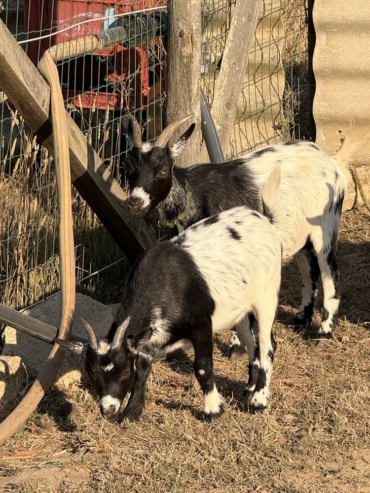 Casais Cabras anas