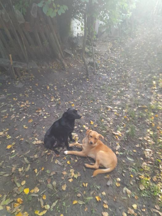 Візьміть маленьке чудо в дім! Хлопчики та дівчатка є